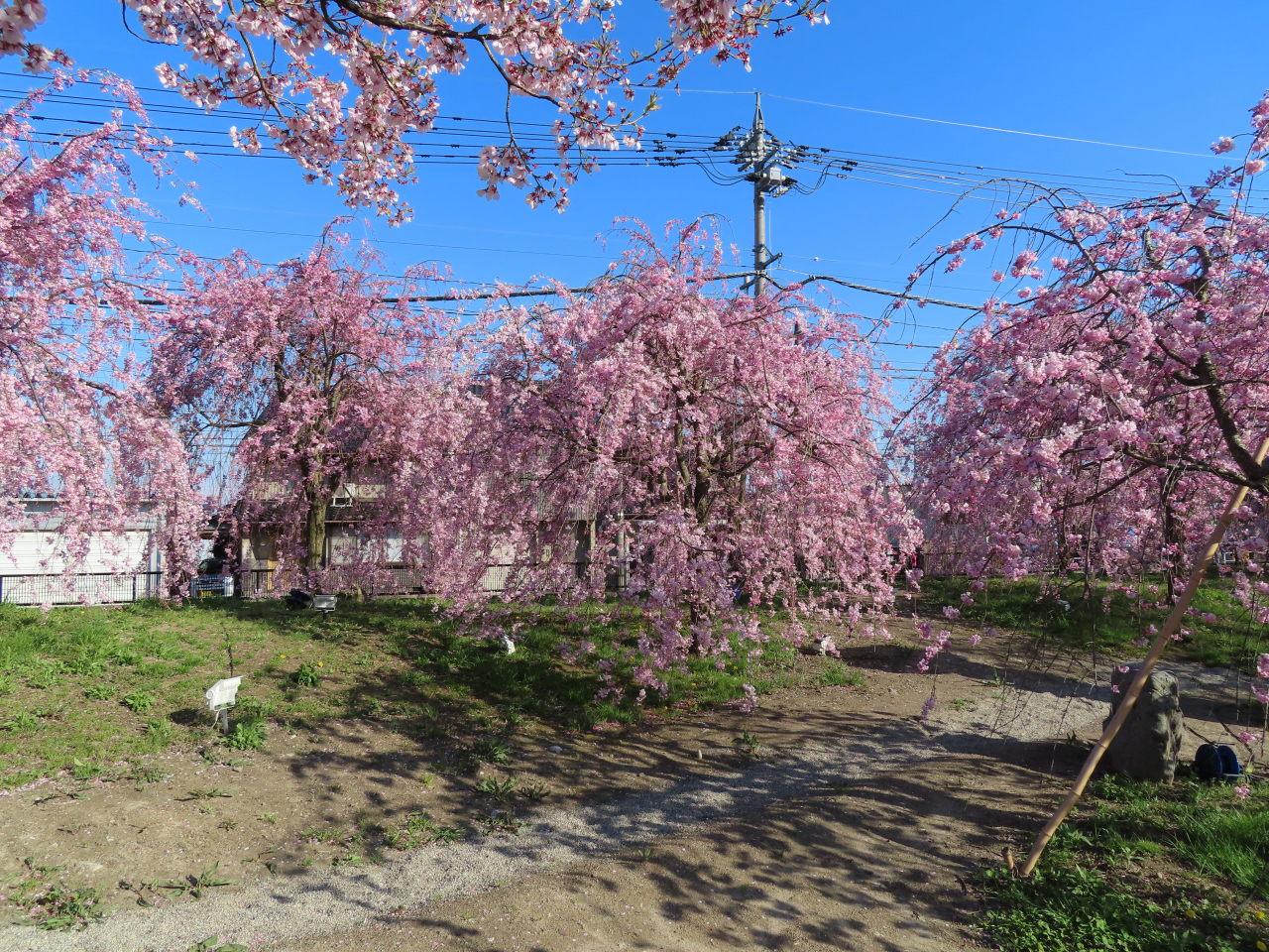 桜❀　0507 UR 繚乱§結望 桜街紗那(金箔押し) 販売 | [G38] 新春！色紙